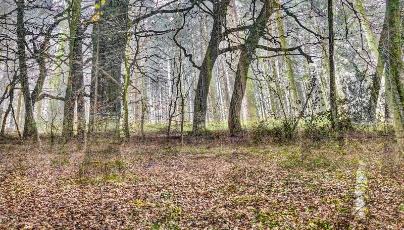 wald7